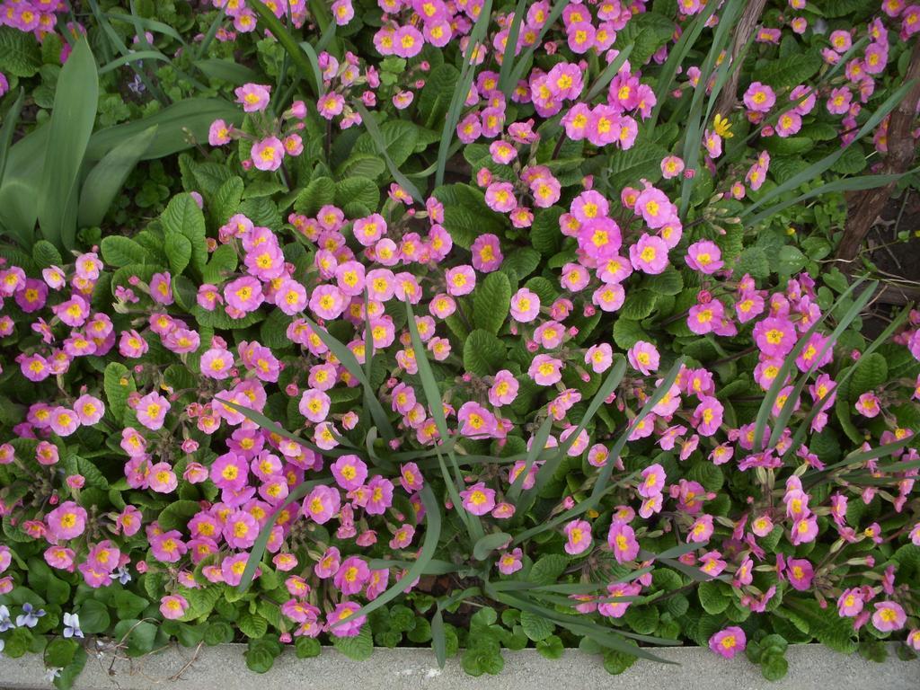 Garden 39 Vendégház Szeged Camera foto